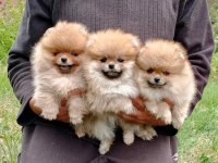 teddy surat pomeranian boo yavrularımız her ile teslim
