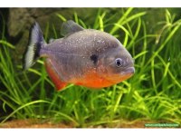 Pirana Natteri Etcil 1 Adet 4-5 Cm ORJİNAL