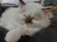 Kendi kedimin yavruları