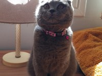 Sağlık garantisiyle a kalite british shorthair