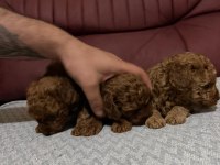 A kalite poodle yavrular