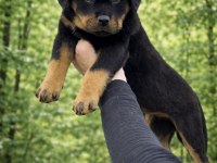 Üst Kalite Heybetli Rottweiler Yavrular