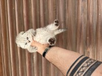 Sağlıklı WC eğitimli kedimiz