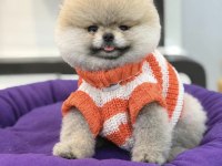 POMERANİAN BOO ORJİNAL RENGİ VE TÜY KALİTELİ YAVRUMUZ