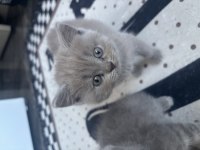 Erkek dişi british shorthair