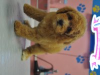 MALTİPOO BEBEKLER
