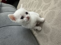 Mavişlerimiz safkan british shorthair yavrularımız