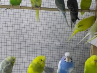 İsteyene hobi olarak yada üretim amaçlı takım muhabbet kuşu