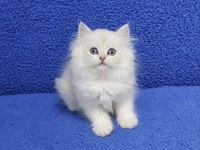 Longhair teslime hazır yavrumuz buyrun 