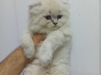 Bu british longhair güzellikler kaçmaz