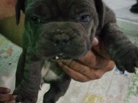Sağlıklı yavrular hepsi birbirinden sevimli french bulldog