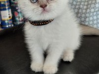 British Shorthair Ve Scottish Yavrular