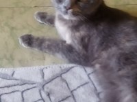 British shorthair kedimi sahiplenecek arıyorum