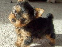 Yorkshire Terrier Wc eğitimli yanlız kalır Sıfır numara