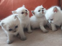 British Shorthair Yavrularım Yuvalarını Bekliyor