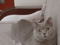 Erkek british shorthair kedimize dişi eş arıyoruz