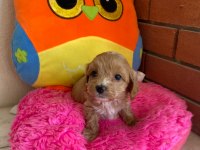 Maltipoo orijinal yavrularım
