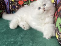 2 aylık biblo gibi yavru british longhair