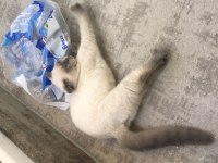 Sahiplendirme scottish fold
