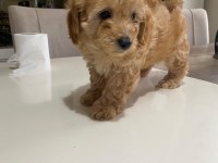 Çok Tatlı Maltipoo Dişi Yavrularımız
