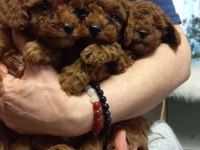 Kore kan toy poodle yavruları