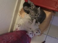 55 günlük yavrular british shorthair