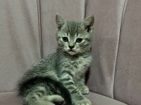 2 aylık gri scottish kedimiz