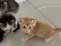 Scottish Fold Kırması