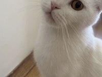 Scottish Fold Ve Van Kedisi Kırması