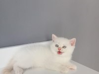 British shorthair red point