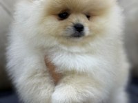 A kalite pomeranian bebekler