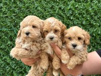 Kaliteli Sevimli Maltipoo Yavruları