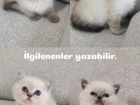 Kırık kulak blue point chocolate point yavru kediler