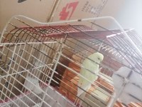 jumbo kuşlarımız muhabbet kuşu