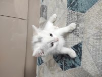 2 aylık 3 erkek yavru british shorthair