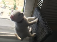 65 günlük scottish fold yavru