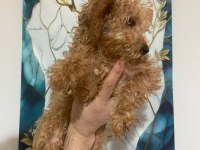 3 aylık toy poodle yavru