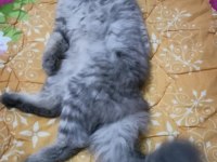 Acil chinchilla sahiplendirme