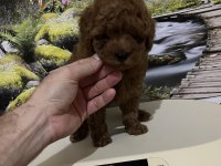 Harika Kore Poodle Yavrusu