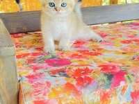 Nyv11 toparlak surat, mavi gözlü british shorthair