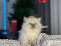 British Blue Point Longhair bebek