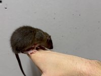 Rat - Dumbo Rat Yavrular ve Malzemeleri Adrese Teslim Var