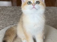 Safkan British Shorthair Golden dişi erkek
