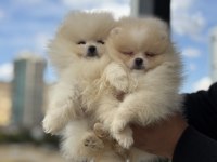 Petmode köpek çiftliğinden tea cup pomeranian boo
