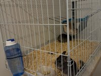 En yumuşak chinchilla dostunuz