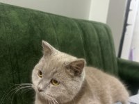 Uysal british shorthair
