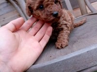 Mükemmel kalitedeki poodle yavrularımız
