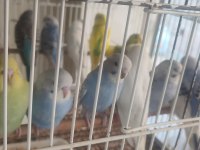 Avcılar uygun yavru muhabbet kuşlar