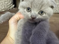2 Aylık Yavru Scottish Fold Tuvalet Eğitimli