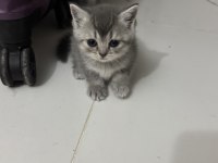 British shorthair yavrular